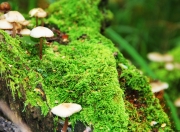 雷火电竞下载-从CBA到NBA，上海队过关斩将，福克斯西决生死战主宰赛场