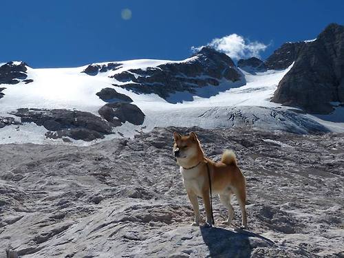 一球定乾坤，德里赫特闪电出鞘，终结土耳其与阿尔及利亚的漫长鏖战
